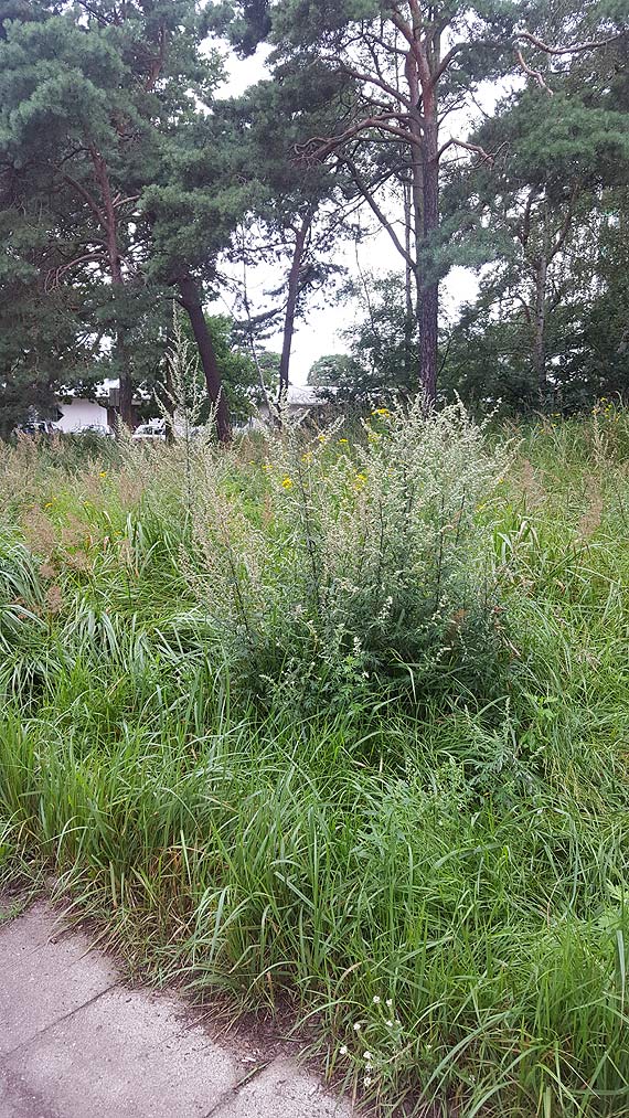 „Pikny” park na osiedlu Zachodnim - Czytelniczka pyta, kto o niego dba