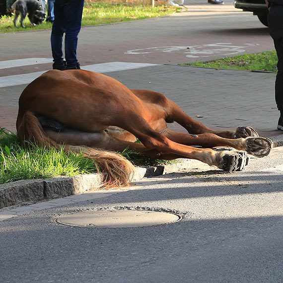 Ko polizgn si na zebrze! Konieczna bya interwencja weterynarza. Zobacz film!