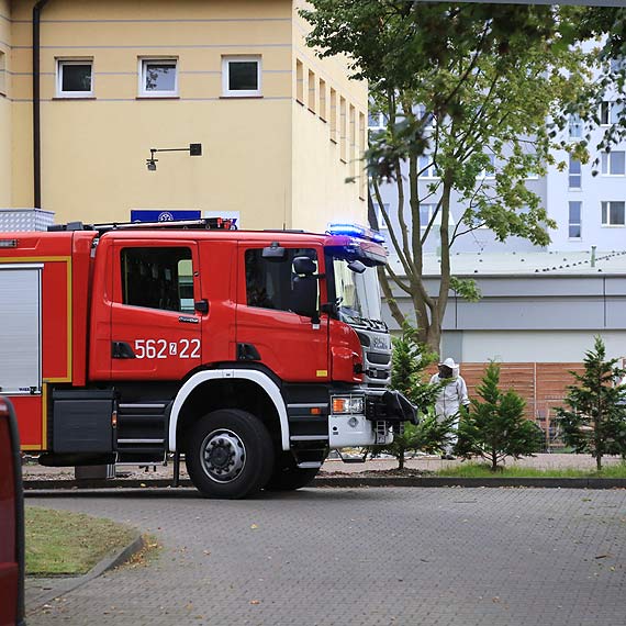 Ratownicy medyczni potrzebowali pomocy! W budynku pogotowia zagniedziy si osy