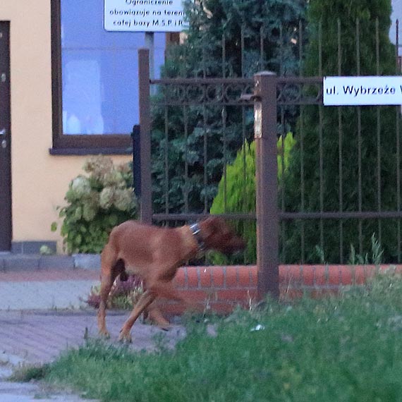 Pogoń za zającem zakończona mandatem. Co wydarzyło się na Basenie Północnym?