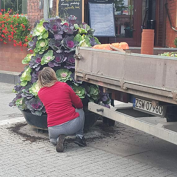 Kapusta ozdobna znw zawitaa na Plac Wolnoci