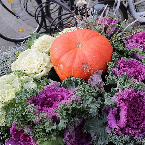 Miasto gotowe na Halloween! Deptak na Bohaterw Wrzenia zdobi dynie!