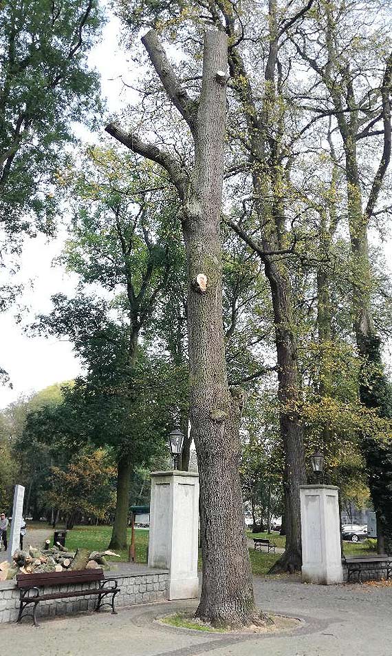 Arboryci pracowali nad naszym bezpieczestwem