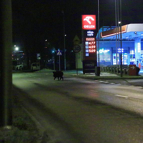 We mgle zgubi si nawet dzik
