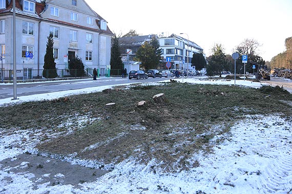 Przysza kolej na cisy, jod, sosn i kilka klonw - co jeszcze? Zagada nadmorskiej zieleni. Zobacz film!