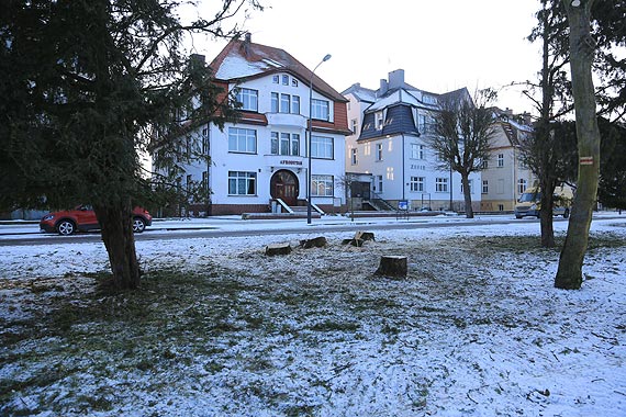 Przysza kolej na cisy, jod, sosn i kilka klonw - co jeszcze? Zagada nadmorskiej zieleni. Zobacz film!