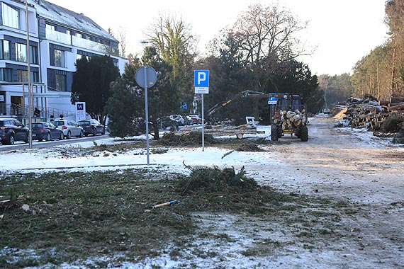 Przysza kolej na cisy, jod, sosn i kilka klonw - co jeszcze? Zagada nadmorskiej zieleni. Zobacz film!