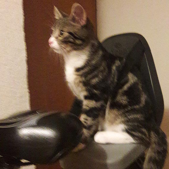 May waciciel kotka pacze za swoim pupilem