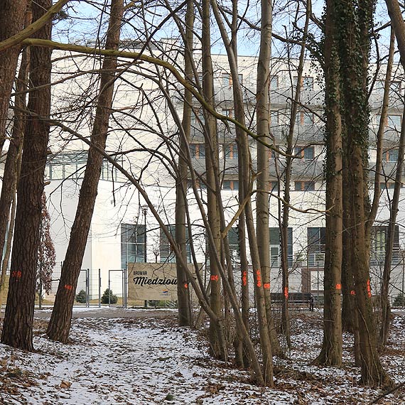 Bdzie kolejna wycinka drzew? Miasto: to tylko inwentaryzacja 