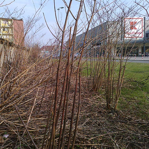 Miasto nie uporao si jeszcze z jesiennymi porzdkami?