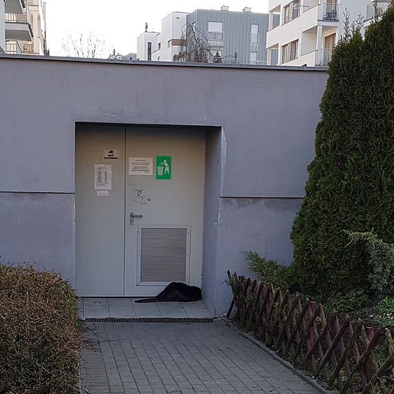 Bobra porwa melan? Zwierz bdzio po osiedlu Platan