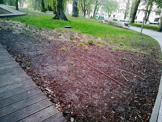 Czytelnik: Gdzie si podziaa kosmatka niena i inne roliny?