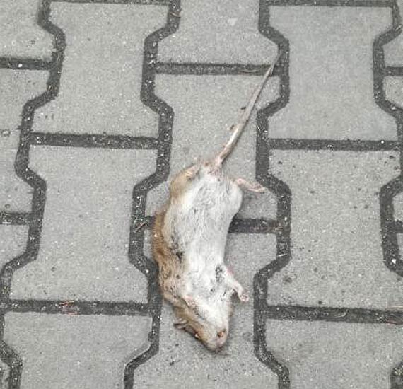 Szczury w centrum miasta