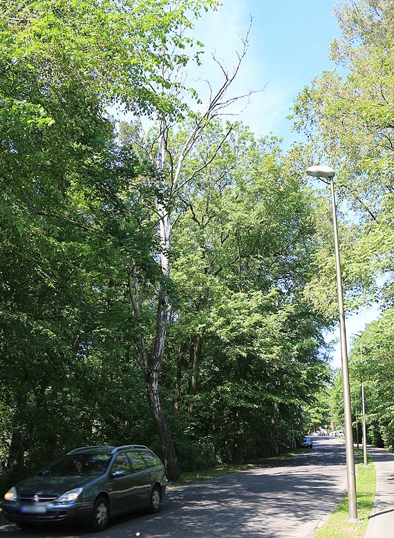 Stare, suche drzewa unikny wycinki i wci stwarzaj zagroenie