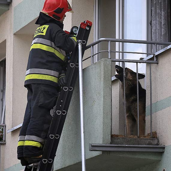 Pies tak strzeg wstpu do domu, e musieli interweniowa straacy