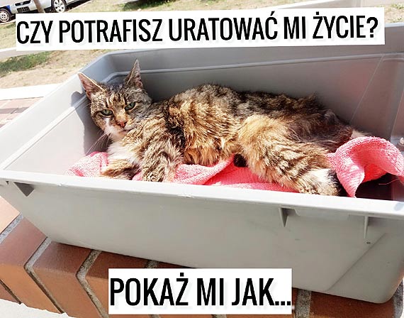 Pommy kotce Kasi wrci do Wrocawia