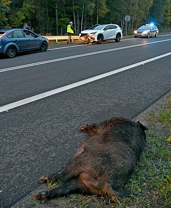 Dzik na „trjce” wyeliminowa lexusa 