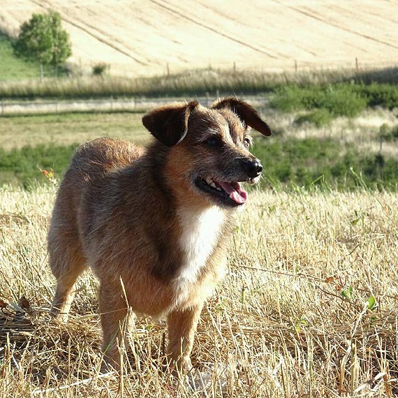 Piesek Sok nadal poszukiwany!