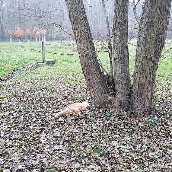 Martwy lis w Parku Zdrojowym. Czy to moe by niebezpieczne?