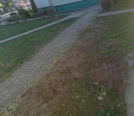 Czytelnik: Za duo zieleni w miecie?