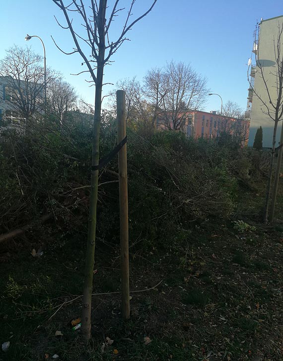 Czytelnik: Za duo zieleni w miecie?