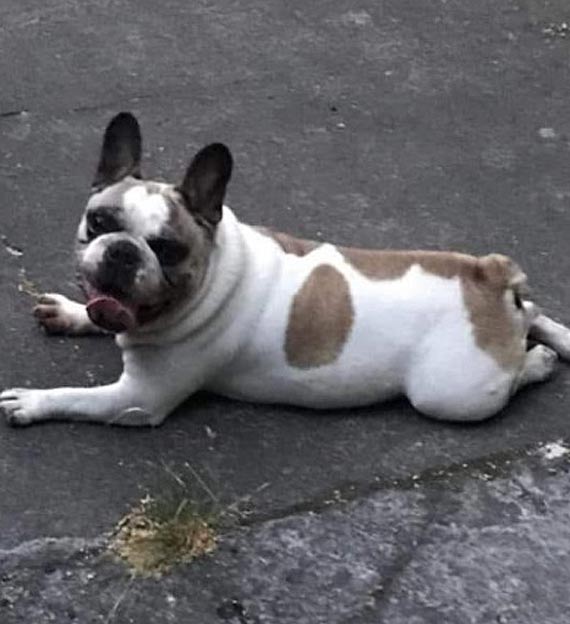 10-letni Cziko zgubi si czy kto go widzia?