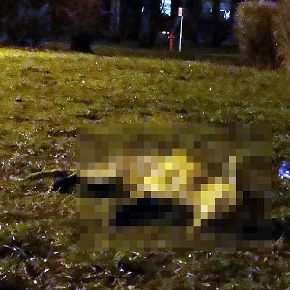 Czytelnik: Dzikie zwierzta przychodz zdycha pod magistrat