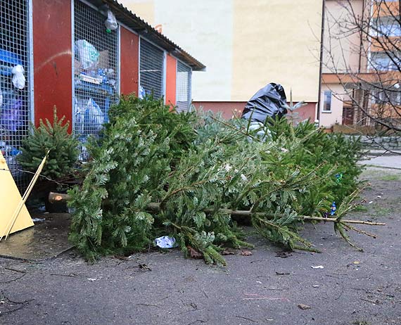 wita, wita i po witach - przez cay stycze potrwa odbir choinek