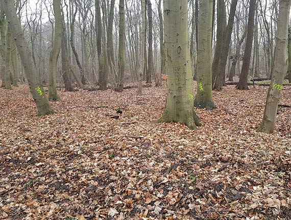Czytelnik o wycince drzew: Czy dla UM liczy si tylko beton i samochody?