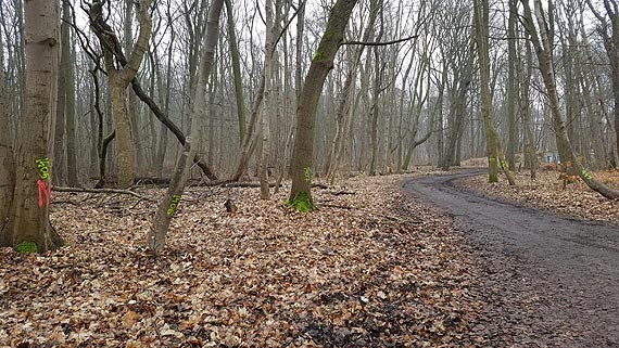 Czytelnik o wycince drzew: Czy dla UM liczy si tylko beton i samochody?