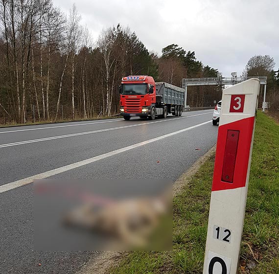 Uwaga na przebiegajce zwierzta! Co zrobi kiedy do takiego zdarzenia dojdzie?