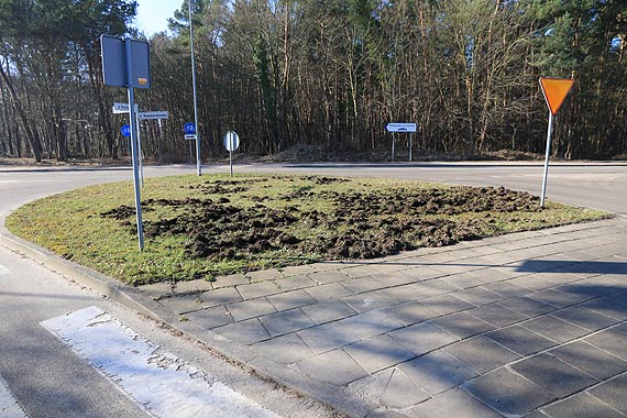 Dziki w subie dla miasta czy samowolka?
