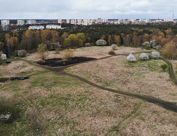 W parku czy na wysypisku mieci? Miasto pyta, gdzie chcecie wybieg dla pupilkw