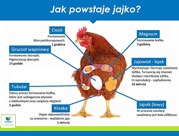 Polacy jedz coraz wicej jaj, nie tylko w Wielkanoc  - ceny jaj spadaj