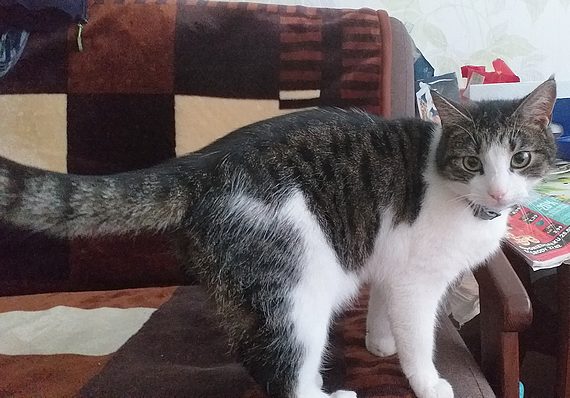 Zagin kotek, nie da sobie rady na wolnoci