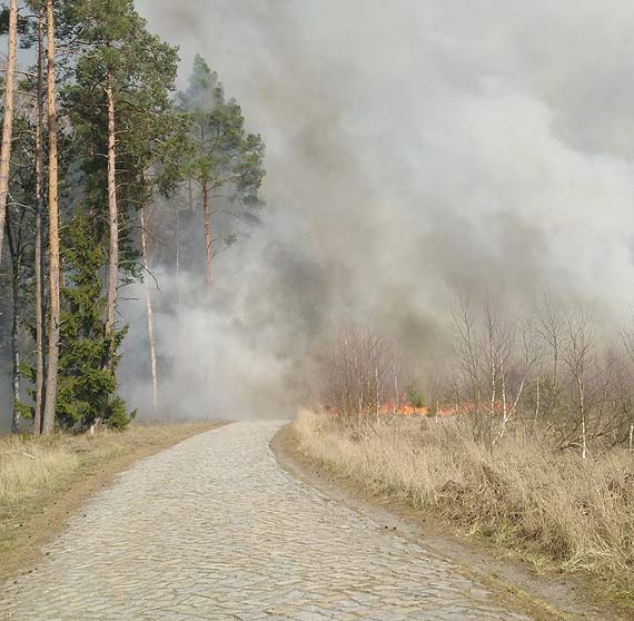 Pracowite wita straakw i lenikw