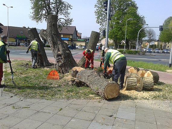 Stara  wierzba przy skrzyowaniu ulicy Matejki z 11 Listopada zostaa cita