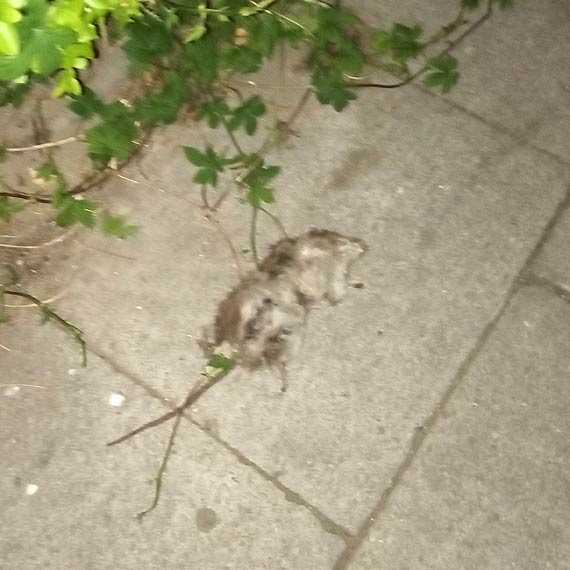 Szczury opanowuj przestrze miejsk!