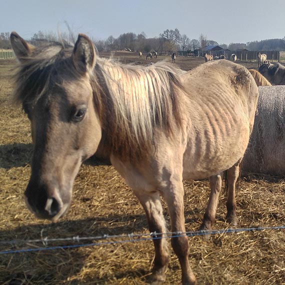 Sprawa konikw polskich. SKO nakazao zwrot stada wacicielowi