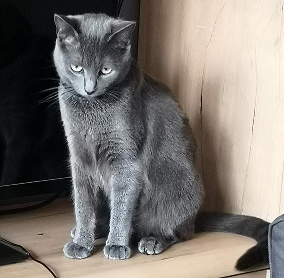 Zagina szara kotka
