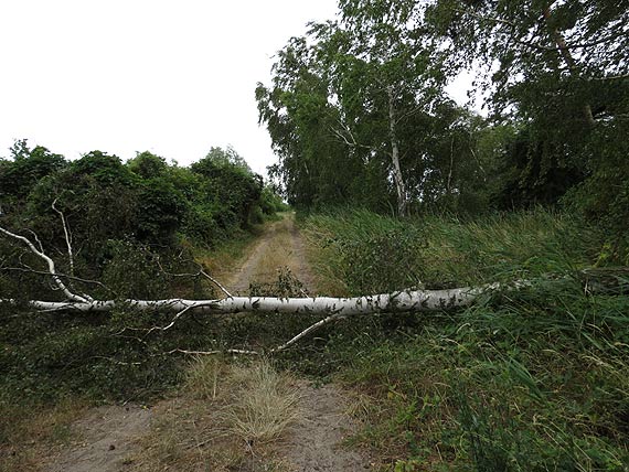 Powalone drzewo stanowi przeszkod dla pracownikw UM i rowerzystw