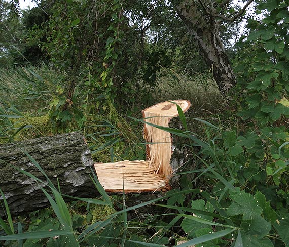 Powalone drzewo stanowi przeszkod dla pracownikw UM i rowerzystw