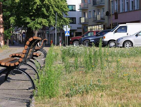 Skwer w centrum miasta czy ki? 
