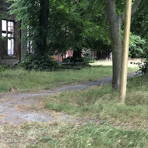 Cmentarzysko pszcz na terenie Basenu Pnocnego