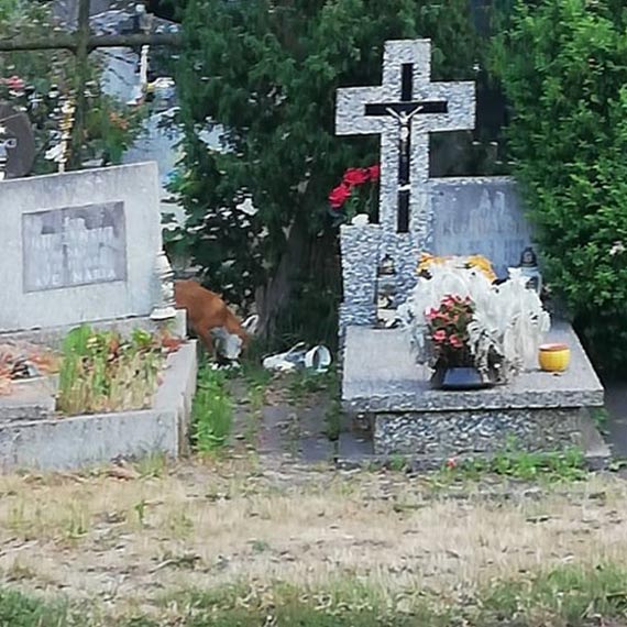 Rudy zodziej grasuje na miejskim cmentarzu