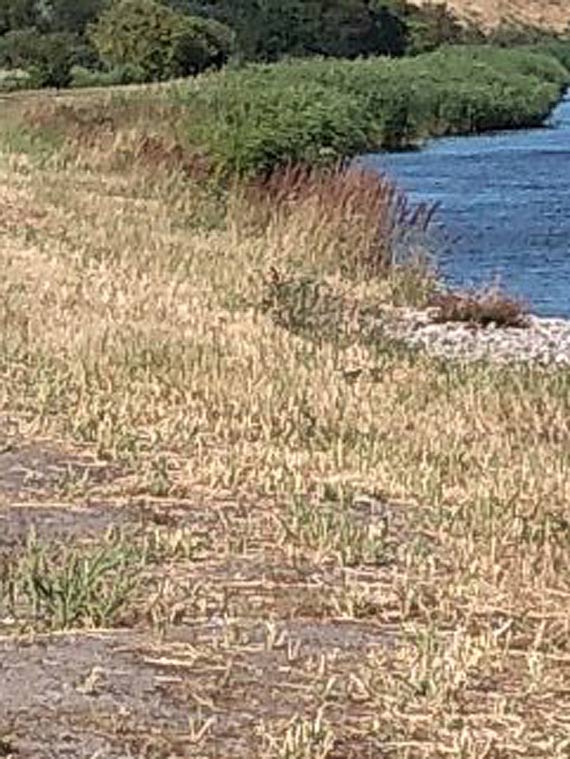 Czytelnik o fatalnym stanie wau przeciwpowodziowego