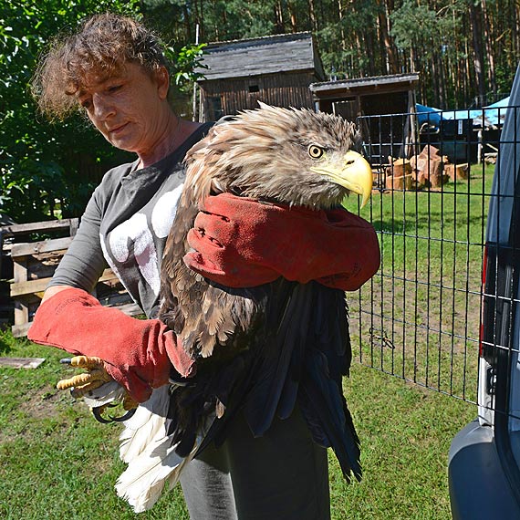 Pomaga dzikim zwierzętom. Teraz sam potrzebuje pomocy
