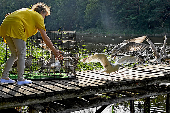 Po rehabilitacji 25 mew na wolności