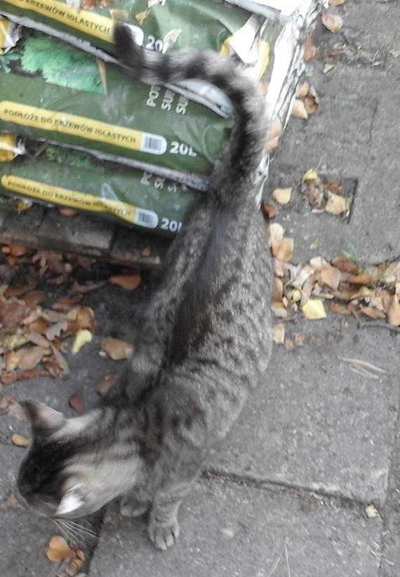 Czyj to kotek?