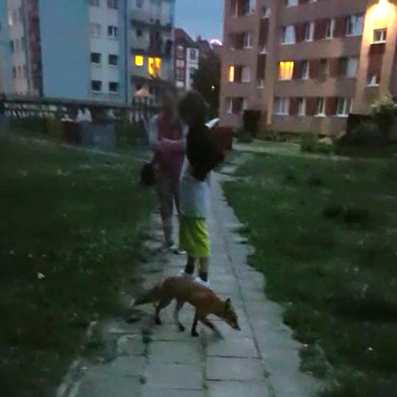 Lis przechytrzy straakw. Zobacz film!